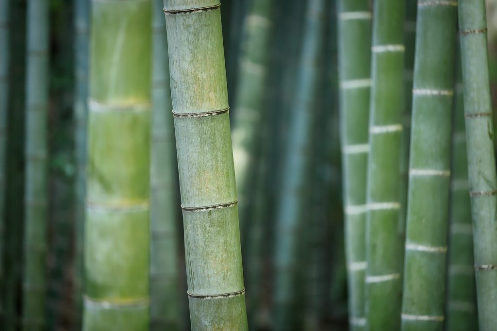 bamboo, green bamboo, forest-3028709.jpg